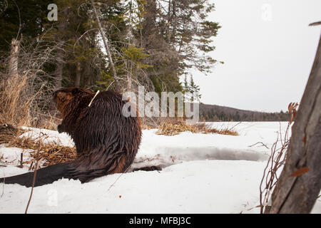 MAYNOOTH, ONTARIO, Kanada - 24 April 2018: Ein nordamerikanischer Biber (Castor Canadensis) Grünfutter für Lebensmittel. (Ryan Carter) Stockfoto