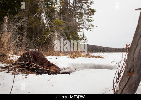 MAYNOOTH, ONTARIO, Kanada - 24 April 2018: Ein nordamerikanischer Biber (Castor Canadensis) Grünfutter für Lebensmittel. (Ryan Carter) Stockfoto