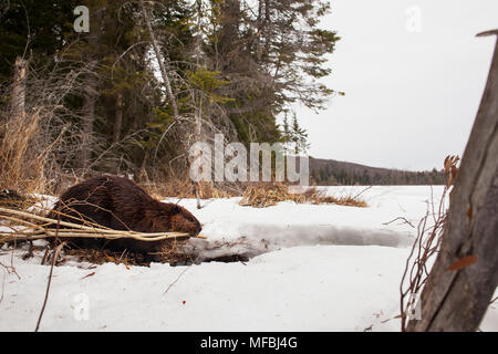 MAYNOOTH, ONTARIO, Kanada - 24 April 2018: Ein nordamerikanischer Biber (Castor Canadensis) Grünfutter für Lebensmittel. (Ryan Carter) Stockfoto