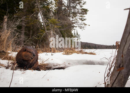 MAYNOOTH, ONTARIO, Kanada - 24 April 2018: Ein nordamerikanischer Biber (Castor Canadensis) Grünfutter für Lebensmittel. (Ryan Carter) Stockfoto