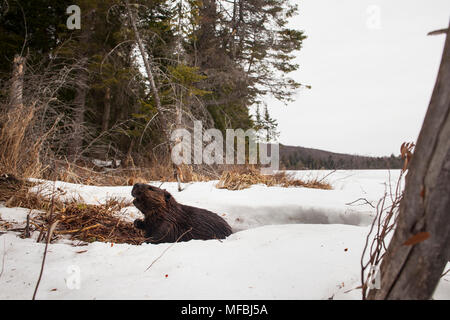 MAYNOOTH, ONTARIO, Kanada - 24 April 2018: Ein nordamerikanischer Biber (Castor Canadensis) Grünfutter für Lebensmittel. (Ryan Carter) Stockfoto