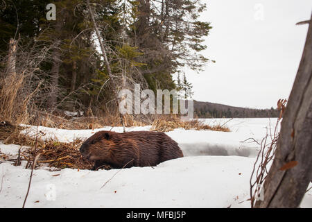 MAYNOOTH, ONTARIO, Kanada - 24 April 2018: Ein nordamerikanischer Biber (Castor Canadensis) Grünfutter für Lebensmittel. (Ryan Carter) Stockfoto