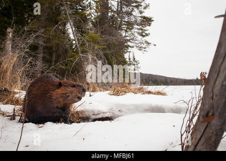 MAYNOOTH, ONTARIO, Kanada - 24 April 2018: Ein nordamerikanischer Biber (Castor Canadensis) Grünfutter für Lebensmittel. (Ryan Carter) Stockfoto