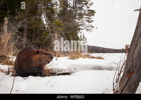 MAYNOOTH, ONTARIO, Kanada - 24 April 2018: Ein nordamerikanischer Biber (Castor Canadensis) Grünfutter für Lebensmittel. (Ryan Carter) Stockfoto