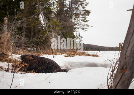 MAYNOOTH, ONTARIO, Kanada - 24 April 2018: Ein nordamerikanischer Biber (Castor Canadensis) Grünfutter für Lebensmittel. (Ryan Carter) Stockfoto