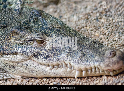 Kubanische Krokodil, Kubakrokodil (Crocodylus rhombifer) Stockfoto