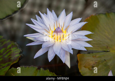 Madagaskar Zwerg, Kvicklotus (Nymphaea x Daubenyana) Stockfoto