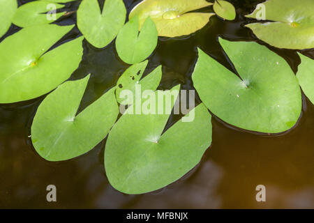 Madagaskar Zwerg, Kvicklotus (Nymphaea x Daubenyana) Stockfoto