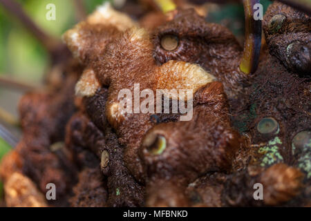 Golden Polypody, Hartassbräken (Phlebodium aureum) Stockfoto