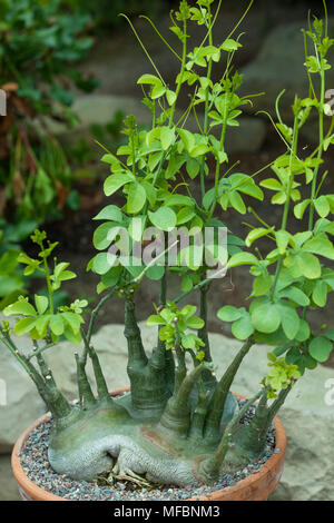 Der Elefant Fuss, Modecca Orvala (Adenia Hastata) Stockfoto