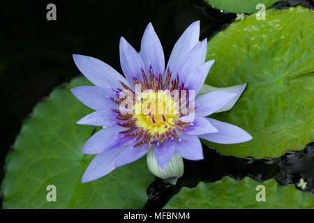 Seerose (Nymphaea, Dvärglotus colorata) Stockfoto