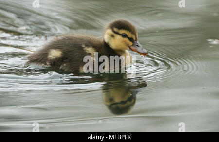 Eine süße Entlein Stockente (Anas platyrhynchos) Jagd in einem Fluss. Stockfoto