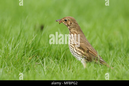 Eine wunderschöne Singdrossel (Turdus philomelos), die in der langen Gras mit einem Wurm im Schnabel, die Sie gerade aufgenommen hat. Stockfoto