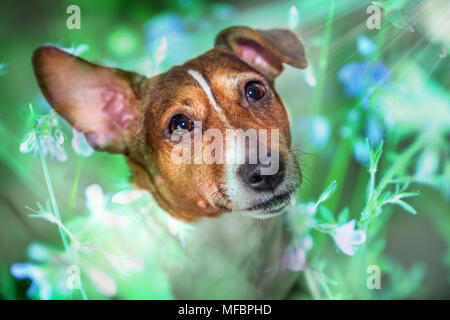 Hund Jack Russell Terrier sieht von Blumen und Gras. Stockfoto