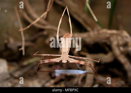 Rufous Net-Casting Spider "einopis subrufa' Stockfoto