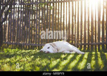 Hund auf dem Garten am Sonnenuntergang. Alte Labrador Retriever schlafend auf dem Rasen gegen Holzzaun. Stockfoto