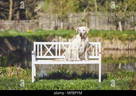 Hund auf den Garten. Nasse Labrador retriver sitzen auf der Holzbank gegen Teich. Stockfoto