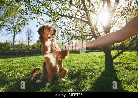 Frühling auf den Garten. Mann, von dem sein Hund (Nova Scotia Duck Tolling Retriever) auf den Sonnenuntergang. Stockfoto