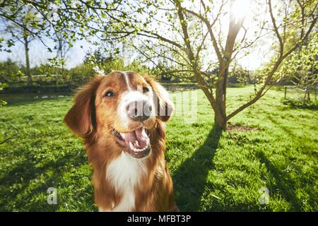 Frühling auf den Garten. Hübsch und freundlich Hund (Nova Scotia Duck Tolling Retriever) sitzen unter Baum auf den Garten während des Sonnenuntergangs. Stockfoto