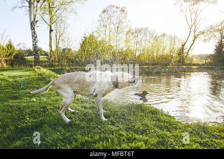 Hund (Labrador retriver) schüttelte das Wasser nach dem Schwimmen im See bei Sonnenuntergang. Stockfoto
