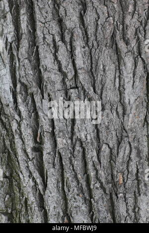 Poplar bark texture of old wood Stockfoto