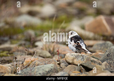 Schneeammer (Plectrophenax nivalis), Spitzbergen, Svalbard, Das arktische Norwegen Stockfoto