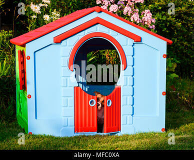 Trauriger Hund innen Kinderspielplatz Spielzeug Haus Garten Stockfoto