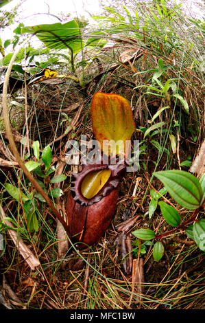 Kannenpflanze Nepenthes rajah Sabah, Borneo Stockfoto