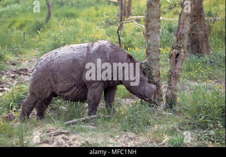 Sumatra Rhinozeros Dicerorhinus sumatrensis gefährdeten Arten Stockfoto