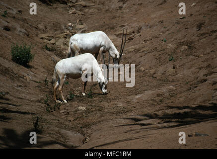 Arabische Oryx Paar in San Diego Zoo Oryx leucoryx Herde verwendet als das Züchten von Pool für die Rückkehr in den Wilden, Kalifornien, USA Stockfoto
