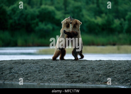 Amerikanische braun oder Grizzly Bär Ursus arctos Horribilis zwei junge playfighting Brooks fällt, Katmai NP, Alaska, USA Stockfoto