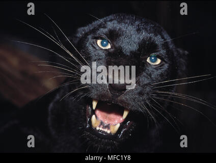 BLACK PANTHER Panthera pardus Gesicht detail Stockfoto