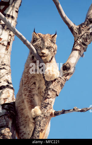 Kanadische Luchse im Baum Felis canadensis (Lynx canadensis) Nordamerika Stockfoto