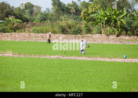 Can Tho, Vietnam - am 18. März 2017: Bauern arbeiten auf Reis Bereich Stockfoto