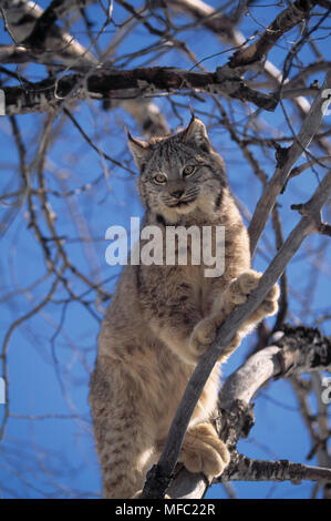 Kanadische Luchse im Baum Felis canadensis (Lynx canadensis) Nordamerika. Stockfoto