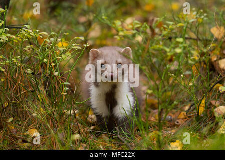 Der Steinmarder direkt auf der Kamera/Süße Tiere/Martes foina/Marder im Herbst Stockfoto