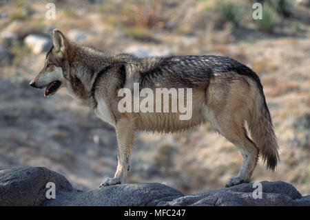 Mexikanische grauer Wolf weiblichen Canis lupus baileyi nördlichen Mexiko. Gefährdet. Stockfoto