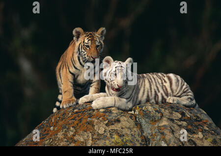 BENGAL TIGER zwei Junge auf Rock Panthera tigris Tigris eine normale, eine weiße Variante Stockfoto