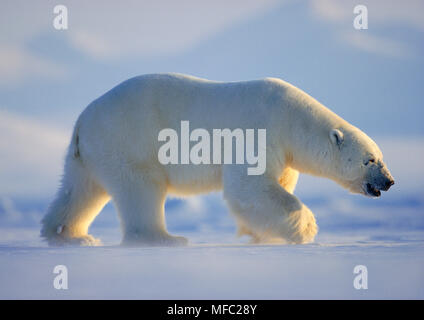 Eisbär Ursus maritimus Männlich, Svalbard, der norwegischen Arktis Stockfoto