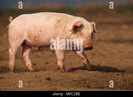 Ferkel aus Freilandhaltung im Plantation Schweine Ltd, Surrey, Südengland, Großbritannien Stockfoto