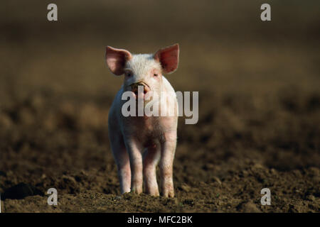 Ferkel freie Strecke Plantage Schweine Ltd, Surrey, South Eastern England Stockfoto