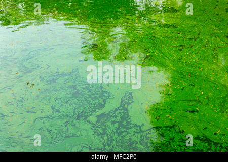 Grünes Wasser Teich tropischen See, Ökologie von Algen im Sumpf. Stockfoto