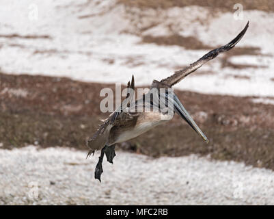 Braunpelikan (Pelecanus occidentalis) im Landeanflug, Holbox, Mexiko Stockfoto