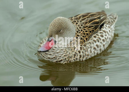 Cape/Petrol an Slimbridge Stockfoto