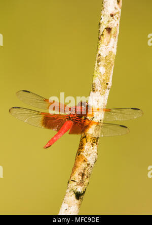 Rosigen Abstreicheisen Libelle (Orthemis Ferruginea) Calakmul Biosphere Reserve, Yucatan, Mexiko Stockfoto