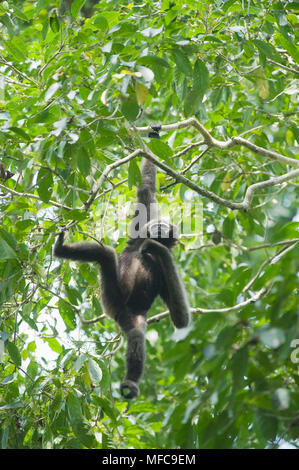 Western Hoolock Gibbon (Hoolock hoolock) Junge weibliche, Gibbon Wildlife Sanctuary, Assam, Indien, gefährdete Stockfoto
