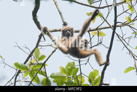 Western Hoolock Gibbon (Hoolock hoolock) Mutter mit Jungen, Gibbon Wildlife Sanctuary, Assam, Indien, gefährdete Stockfoto