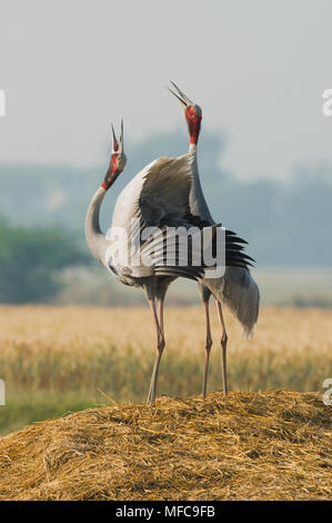 Sarus Crane (Grus Antigone) Werbungstanz, Agra, Indien Stockfoto