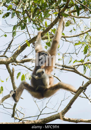 Western Hoolock Gibbon (Hoolock hoolock) Mutter mit Jungen, Gibbon Wildlife Sanctuary, Assam, Indien, gefährdete Stockfoto