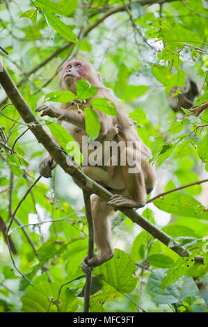 Stumpf-tailed Makaken (Macaca arctoides) Mutter & Kind, Gibbon Wildlife Sanctuary, Assam, Indien. Gefährdete Arten. Stockfoto